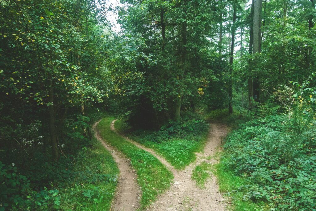 Intuitive decision crossroads in nature